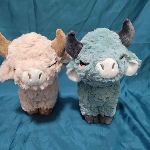 Cows